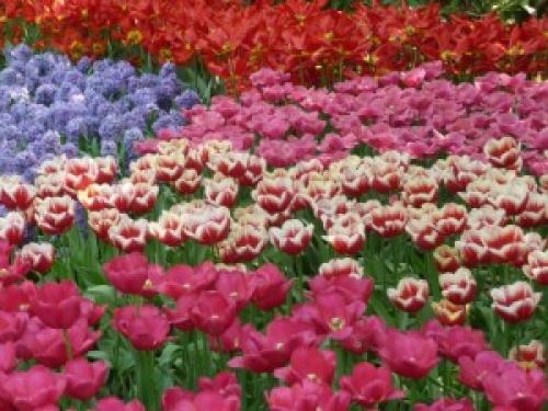 Соседи тюльпанов. Тюльпаны и компания