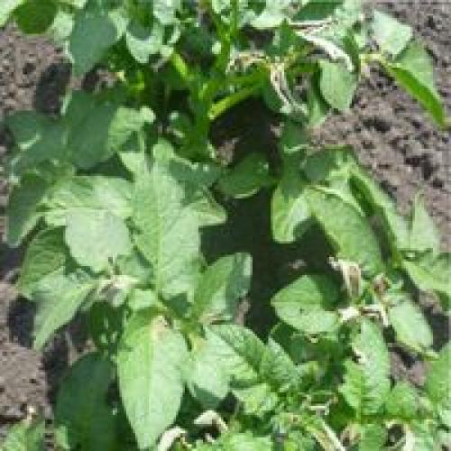 Картофельная ботва ядовита. Навигация по записям