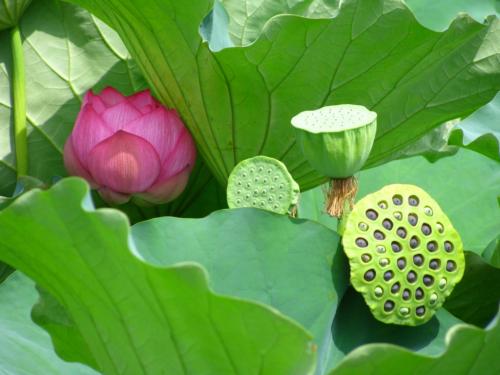 Как заморозить грибы шампиньоны. Рассмотрим два первых способа вкратце, а затем отдельно расскажем, можно ли заморозить шампиньоны сырыми в морозилке. 01