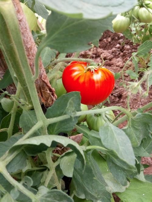 Можно ли класть в компост ботву помидоров. Куда девать помидорную и картофельную ботву, ведь их нельзя класть в компост?