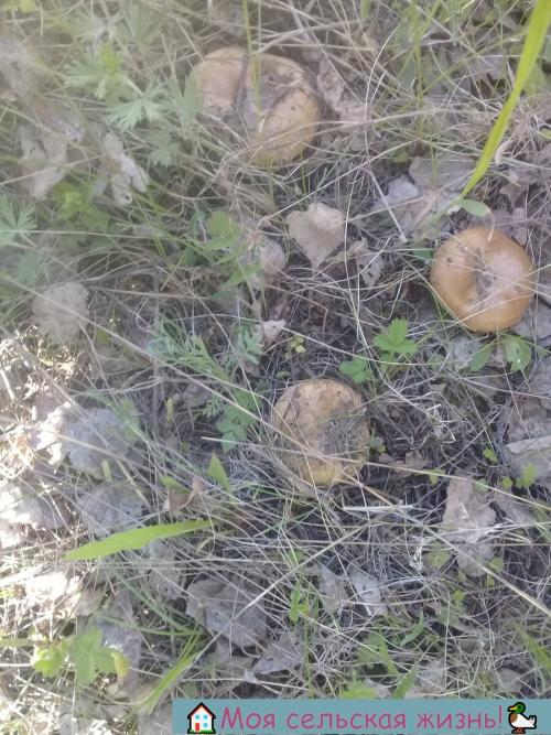 Растут ли сейчас грибы. Есть ли сейчас грибы? Что нам удалось найти в лесу?