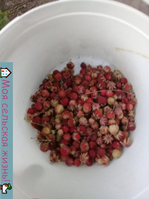 Растут ли сейчас грибы. Есть ли сейчас грибы? Что нам удалось найти в лесу?