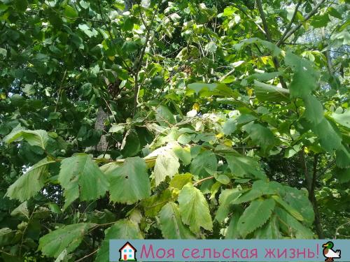 Растут ли сейчас грибы. Есть ли сейчас грибы? Что нам удалось найти в лесу?