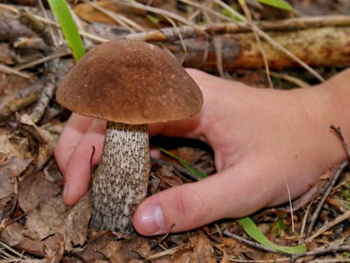 Календарь грибника на 2019 год. Когда попрут грибы в сезоне 2019 года?