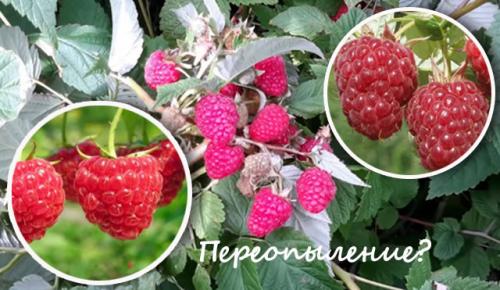 Можно сажать вместе разные сорта малины. Лучшие соседи малины. Можно ли сажать малину рядом с …