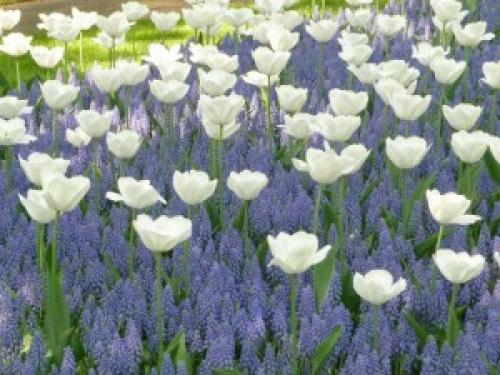 Соседи тюльпанов. Тюльпаны и компания