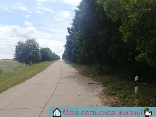 Растут ли сейчас грибы. Есть ли сейчас грибы? Что нам удалось найти в лесу?