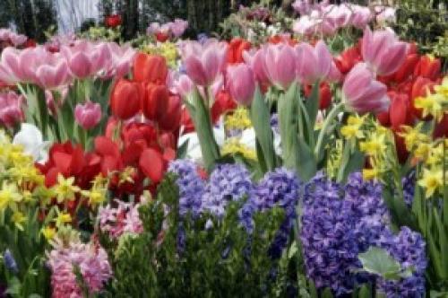 Соседи тюльпанов. Тюльпаны и компания
