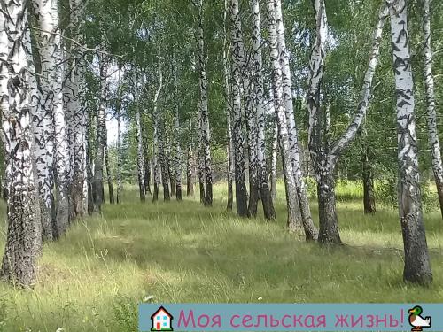 Растут ли сейчас грибы. Есть ли сейчас грибы? Что нам удалось найти в лесу?