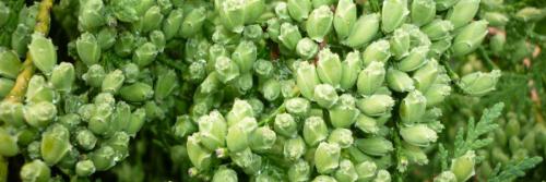 Почему появляются шишки на туях. Почему появляются шишки на туе и нужно ли их удалять 06