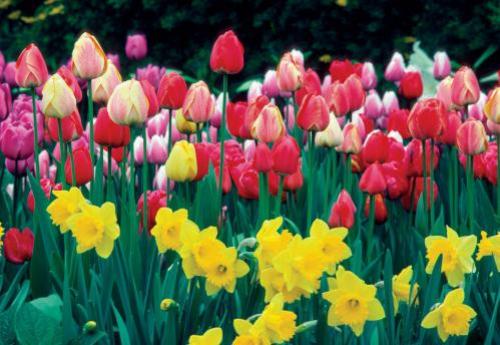 С, какими цветами посадить тюльпаны. Принципы рассадки тюльпанов. Подготовка участка 03