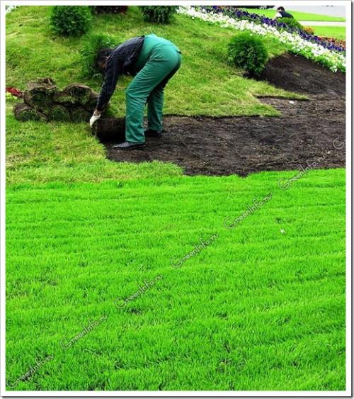 Укладка рулонного газона на старый газон. Как уложить рулонный газон на старый газон?