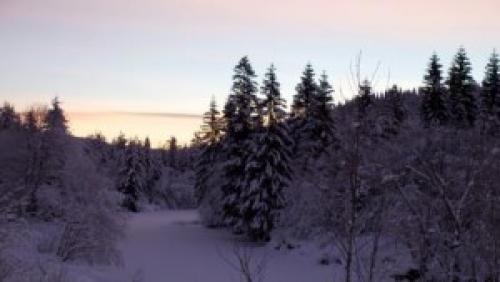 Как пересадить елку из леса в горшок. Какие проблемы могут возникнуть в процессе выращивания