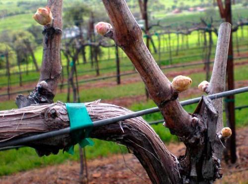 Что лучше железный или медный купорос. Применение купороса в виноградарстве