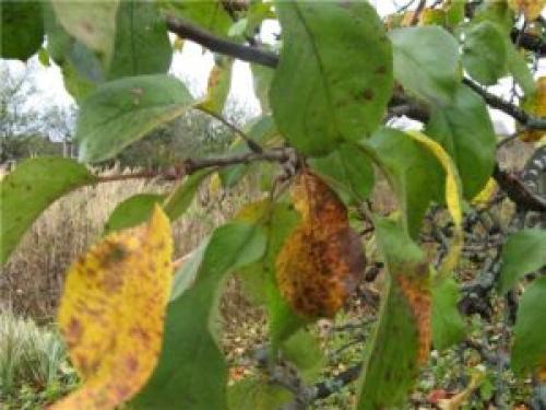 Лечение ствола яблони. Признаки