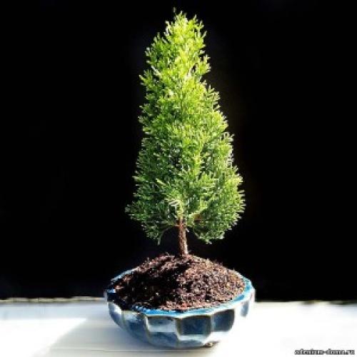 Сколько лет живет кипарис. Сколько лет живут деревья? 07