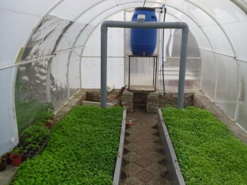 Сидераты в теплице весной. Почему сидераты нужно сеять в теплице?