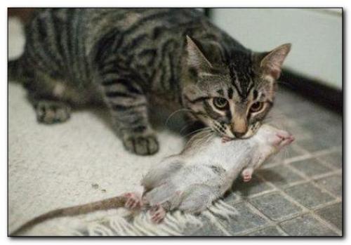 Крысы на даче, как избавиться. Как избавиться от крыс на даче