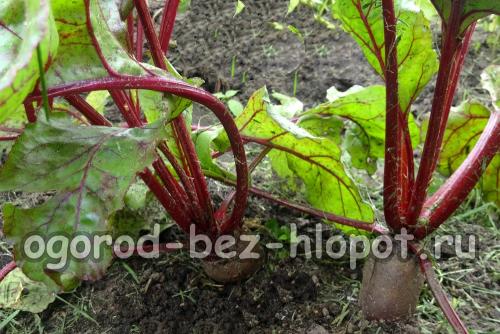 Секреты выращивания свеклы. Свекла: секреты выращивания красивых и сладких корнеплодов