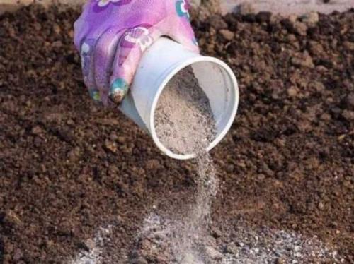 Как вырастить свеклу, чтобы она была сладкой. Секреты выращивания сладкой свеклы 04