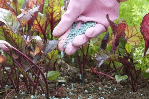 Чем полить свеклу. Секреты правильной подкормки свеклы