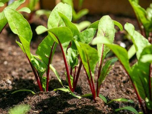 Как вырастить свеклу, чтобы она была сладкой. Секреты выращивания сладкой свеклы 03