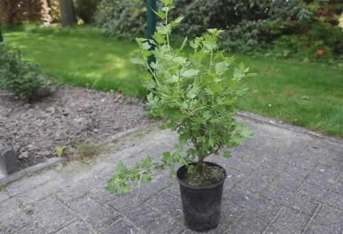 Сажаем крыжовник. Посадка крыжовника в открытом грунте осенью, весной – когда и как посадить