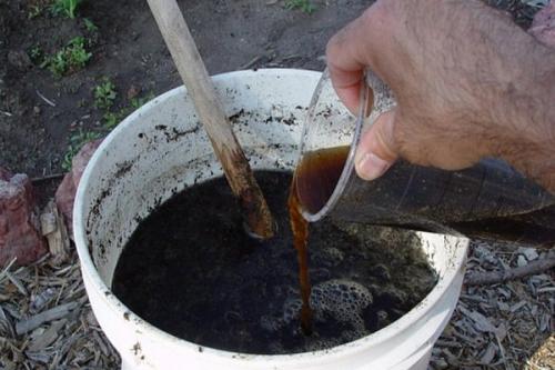 Чем полить свеклу. Секреты правильной подкормки свеклы