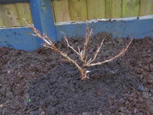 Сажаем крыжовник. Посадка крыжовника в открытом грунте осенью, весной – когда и как посадить