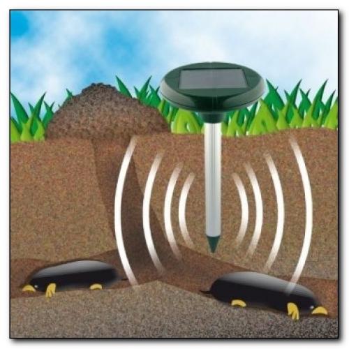 Крысы на даче, как избавиться. Как избавиться от крыс на даче