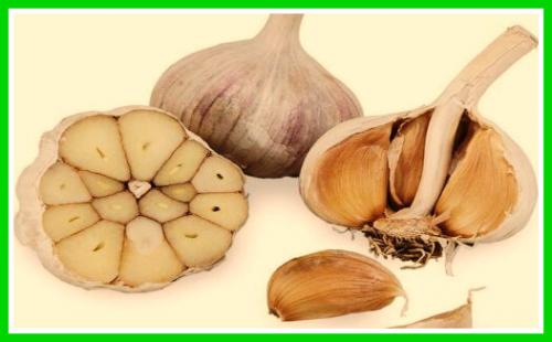 Хранение чеснока в земле. Правильная уборка ярового чеснока