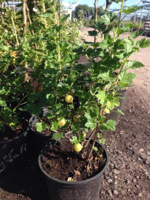 Сажаем крыжовник. Посадка крыжовника в открытом грунте осенью, весной – когда и как посадить