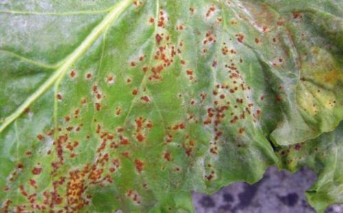 Почему свекла мелкая выросла. Почему свекла вырастает мелкой? Легко устраним эту проблему 11