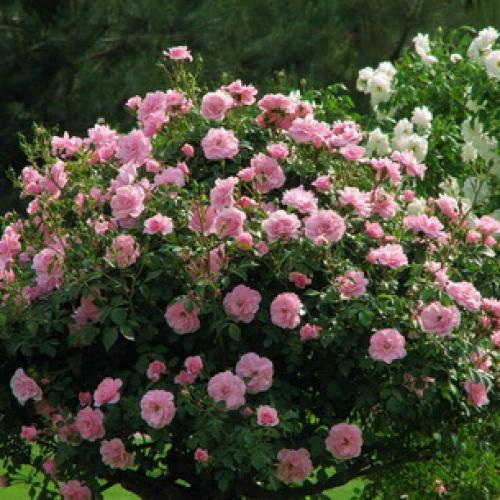 Из, какой страны роза. какая страна считается страной роз? 15