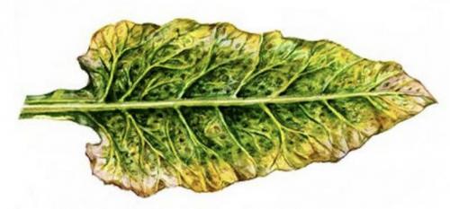 Почему свекла мелкая выросла. Почему свекла вырастает мелкой? Легко устраним эту проблему 06