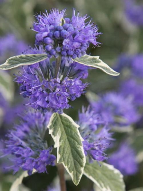 Декоративные деревья и кустарники Клен. Заключение 09