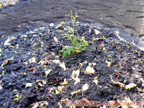 Укрытие молодого можжевельника на зиму. Как подготовить можжевельник к зимовке?