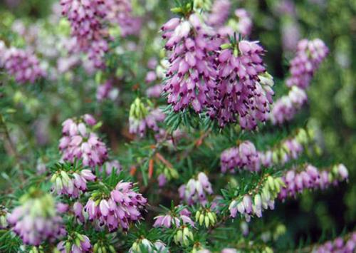 Вереск обыкновенный ред стар. Описание и фото лучших сортов вереска