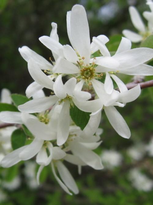 Декоративные деревья и кустарники Клен. Заключение 05