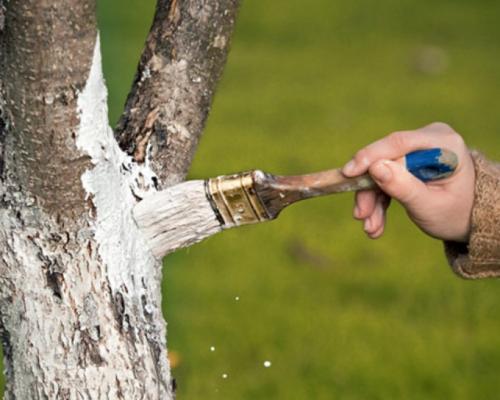 Как защитить молодые деревья зимой. Способы защиты дерева от морозов