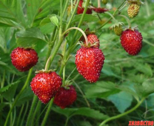 Где лучше сажать смородину в тени или на солнце