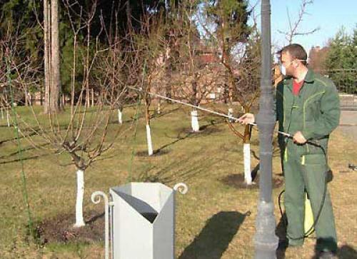 Железный и медный купорос применение. Обработка деревьев железным купоросом