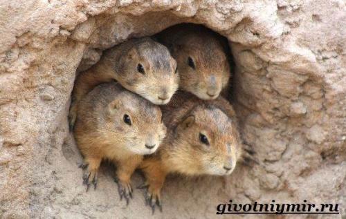 Земляная собачка в сибири. Особенности и среда обитания