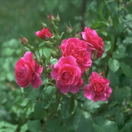 Из, какой страны роза. какая страна считается страной роз? 16