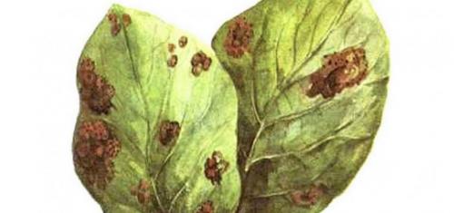 Почему свекла мелкая выросла. Почему свекла вырастает мелкой? Легко устраним эту проблему 08