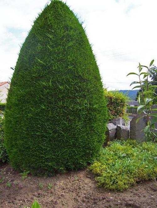 Чем укрыть можжевельник на зиму. Особенности ухода за можжевельником осенью и при подготовке к зиме — общие советы и рекомендации 06