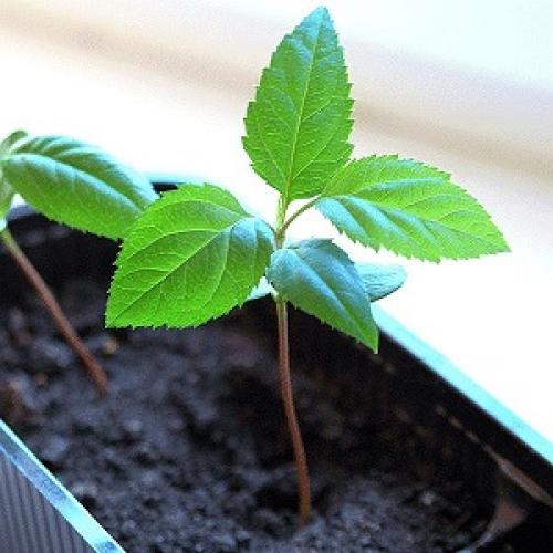 Как вырастить яблоню из семян. Плюсы и минусы