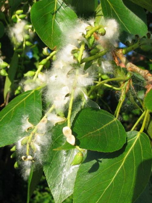 Декоративные деревья и кустарники Клен. Заключение 07