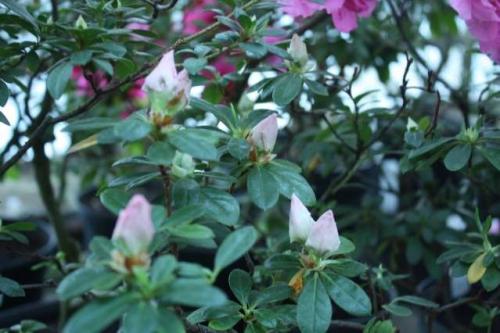 Почему не растет рододендрон. Почему не цветет рододендрон в открытом грунте – основные причины и способы решения проблемы