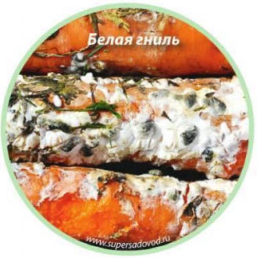 Белая плесень на моркови. Как понять, не заболела ли морковка? И, как ее спасти?